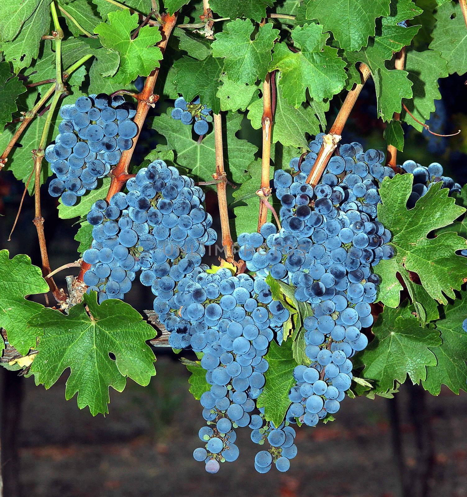 Grapes at the Andretti Winery ready for harvest