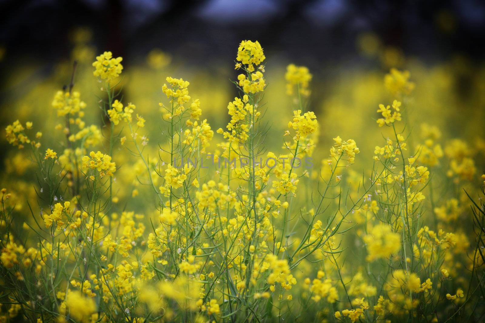 Mustard in Napa Valley by mwoconnor