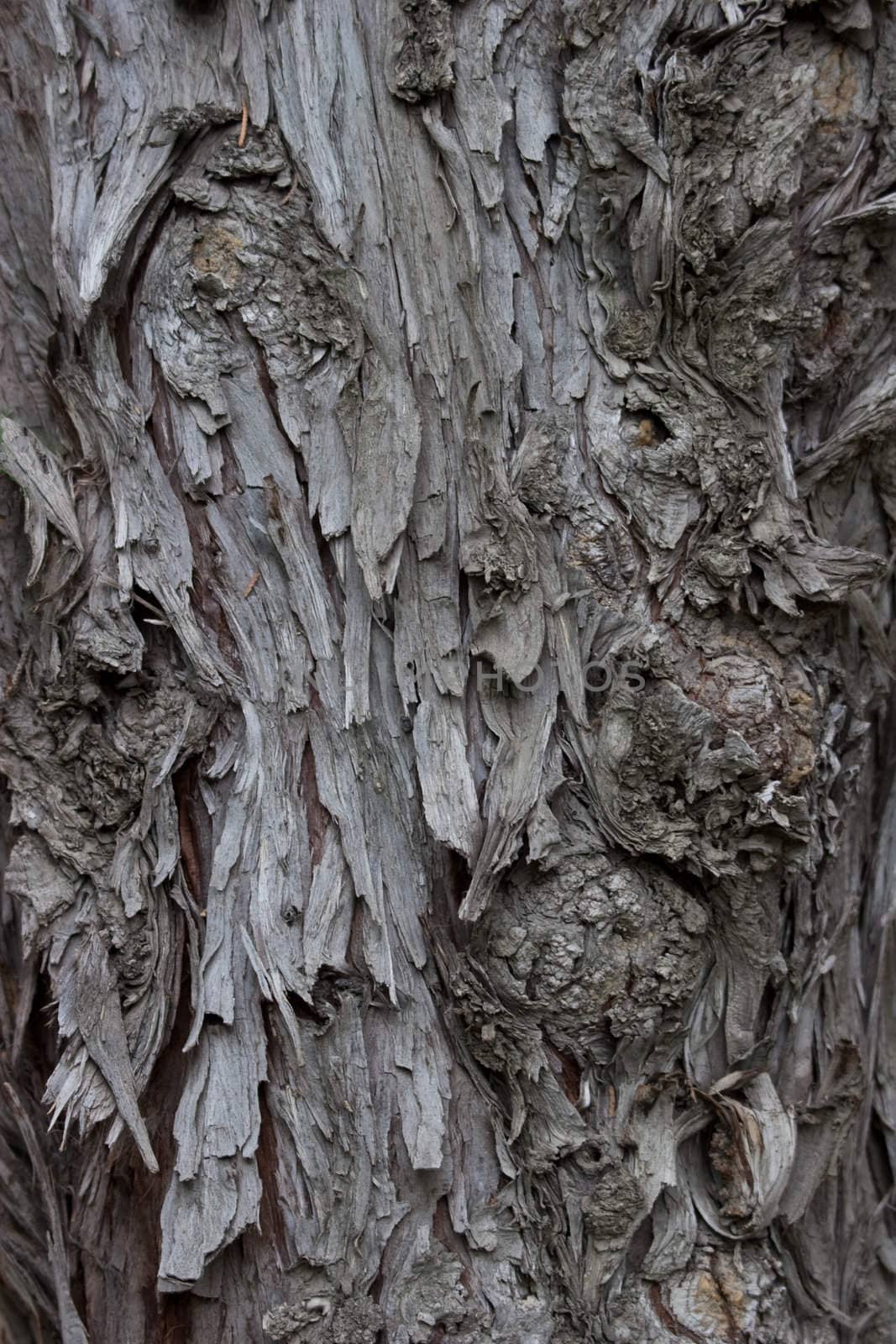 Close-up of rough tree bark.