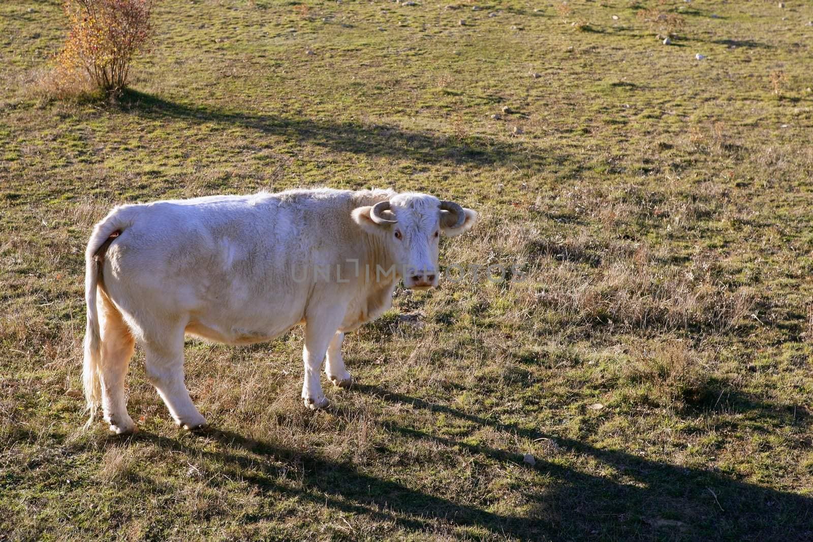 White cow on a meadow looking to camera, curious