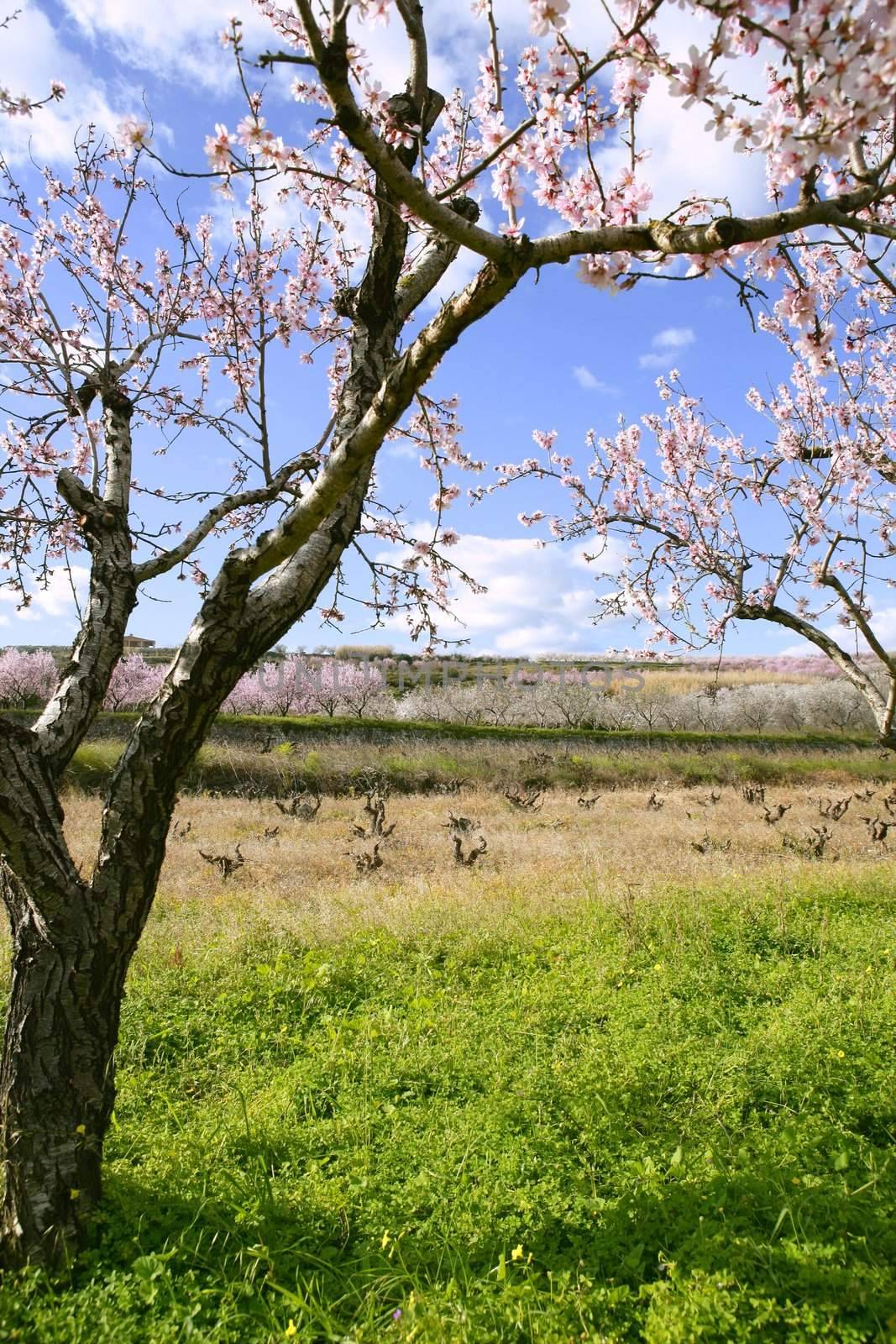 Pink almond tree flowers on early Mediterranean spring