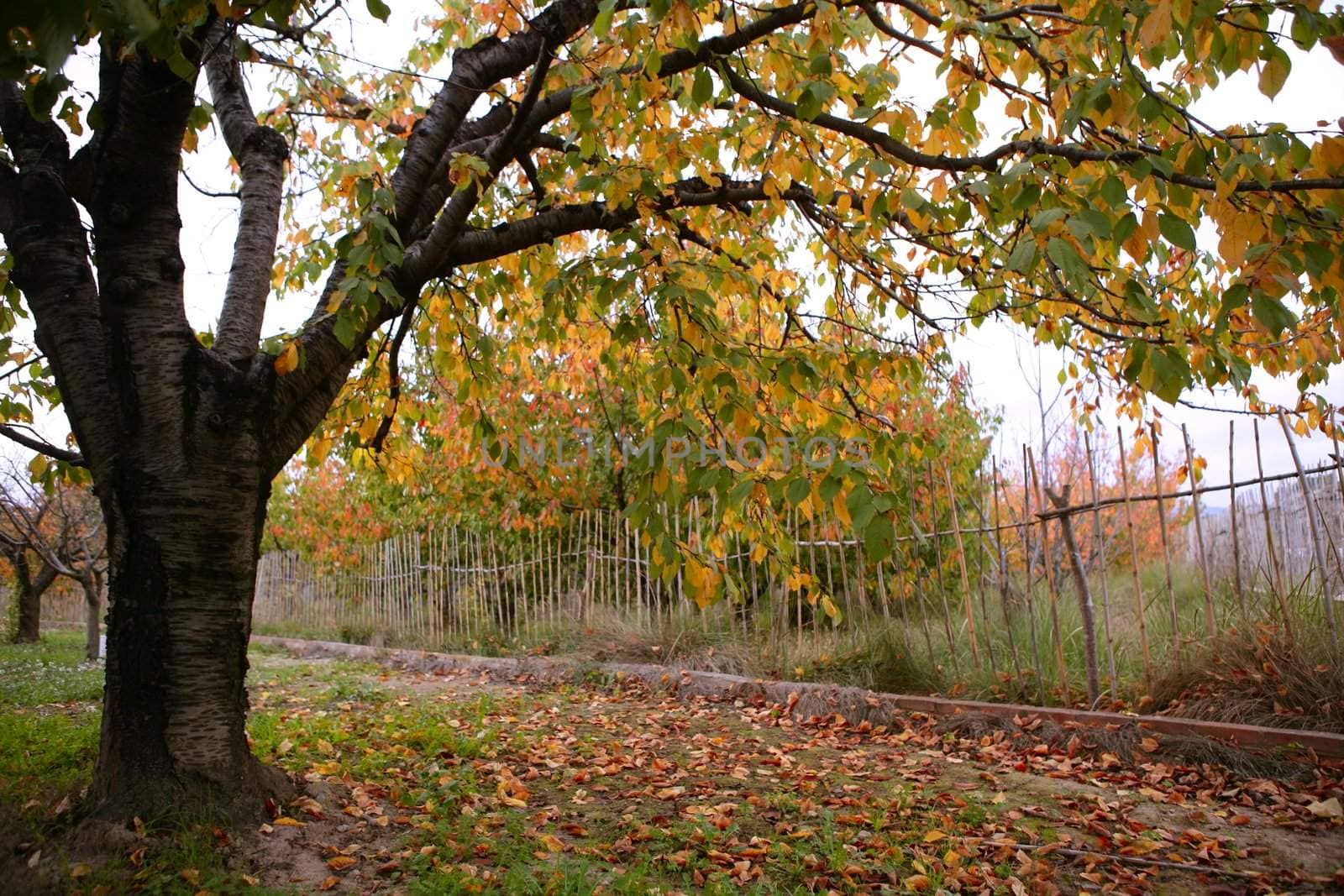 Cherry fields in golden colorful orange outumn in Spain