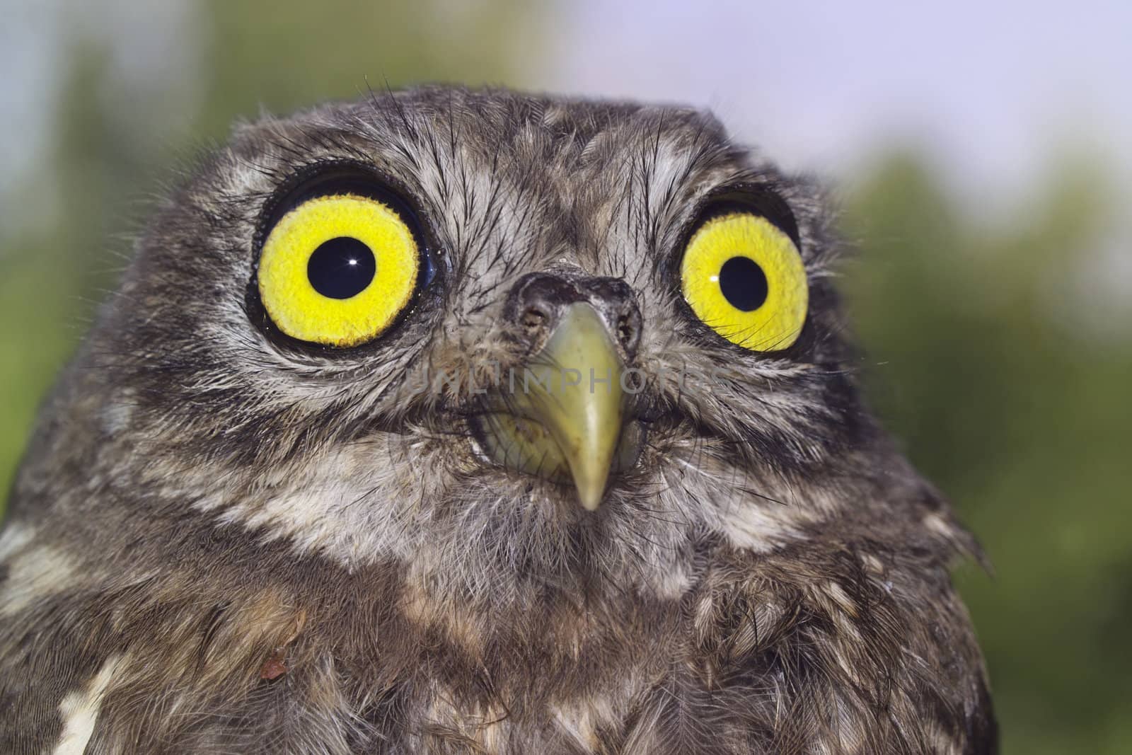 ITALY, Lazio, countryside, young owl