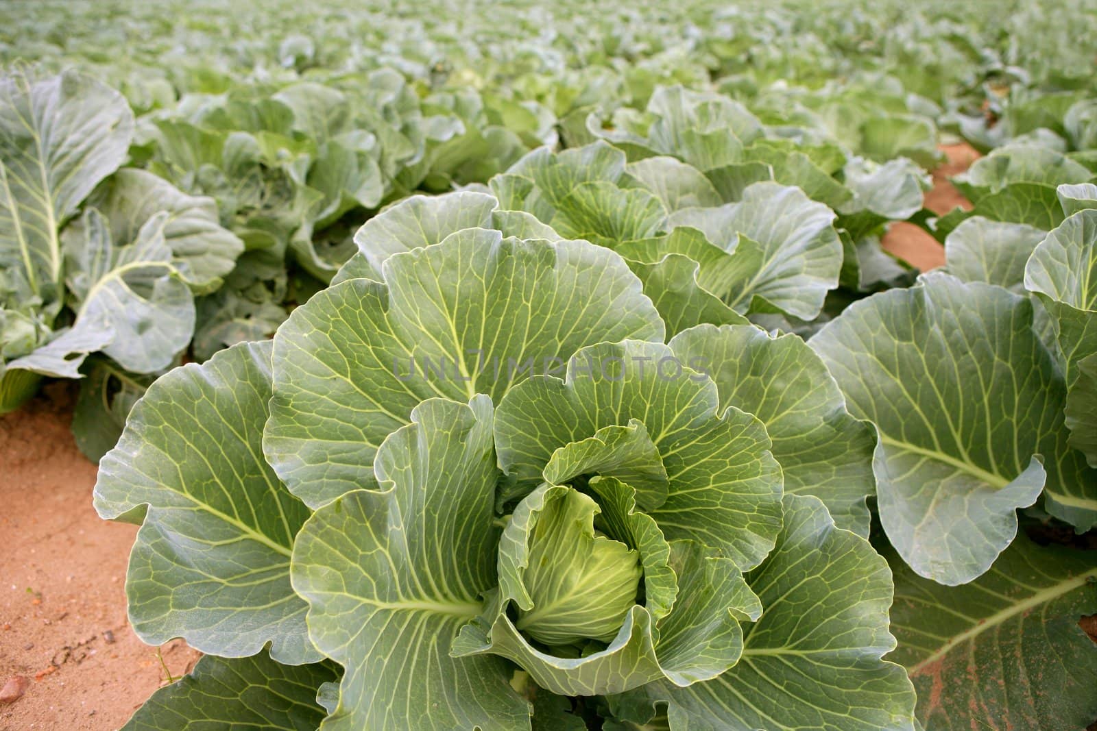 Cabbage fields in Spain, rows of vegetable food