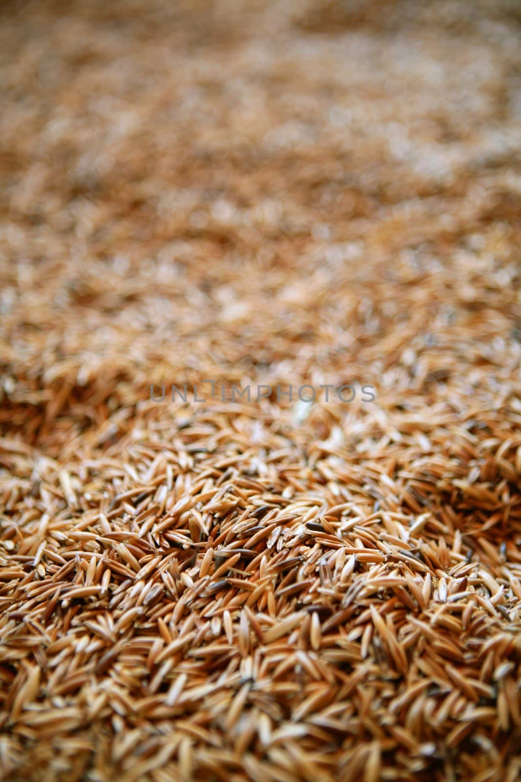 Oat cereal grain texture with selective focus