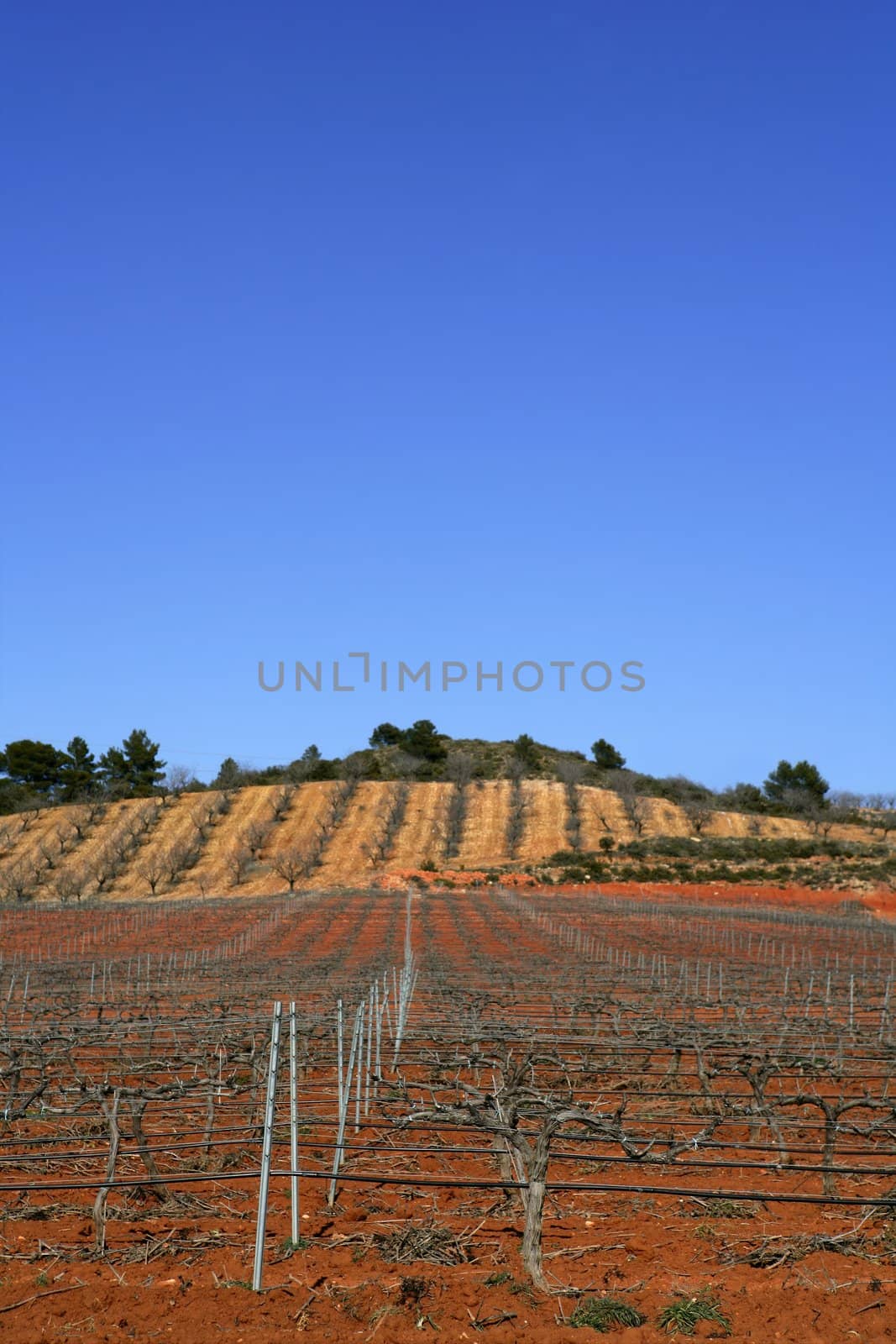 Rows of grapevines in vineyard by lunamarina