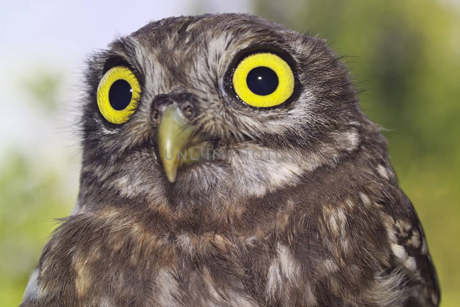 ITALY, Lazio, countryside, young owl