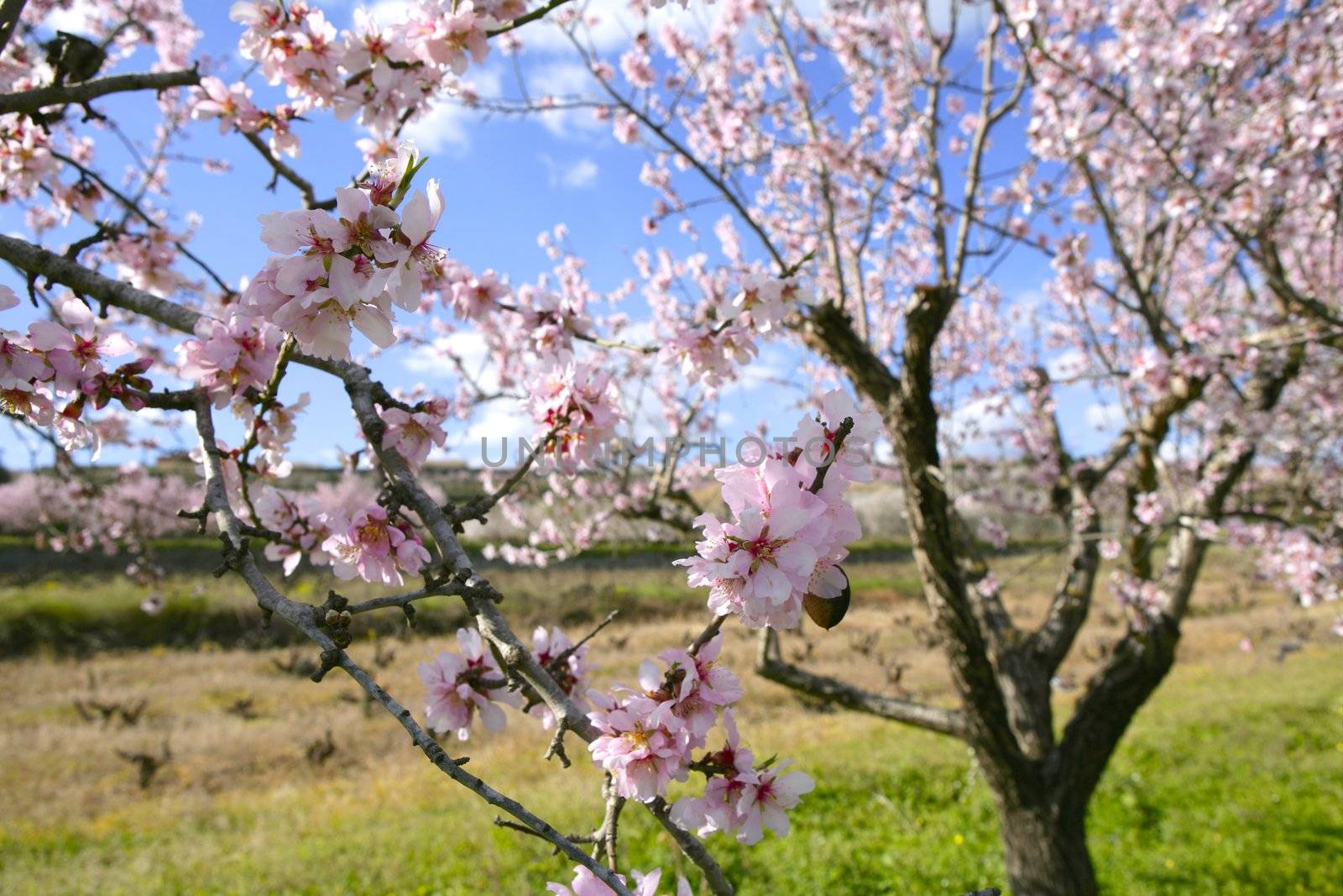 Pink almond tree flowers on early Mediterranean spring