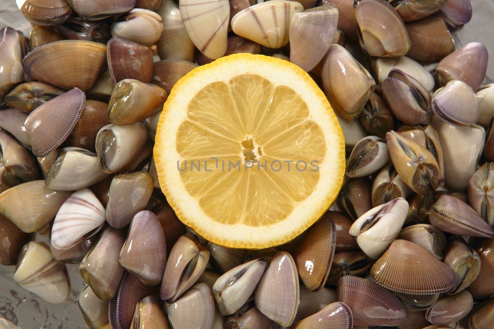 Clams, tellin seafood close up by lunamarina