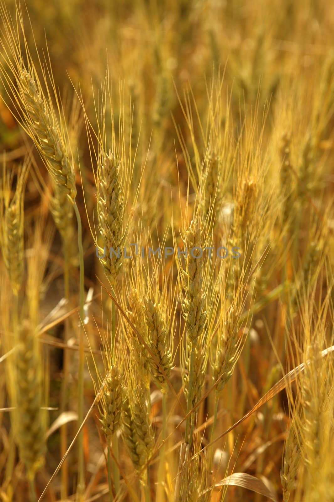 Beautiful golden wheat cereal yellow field