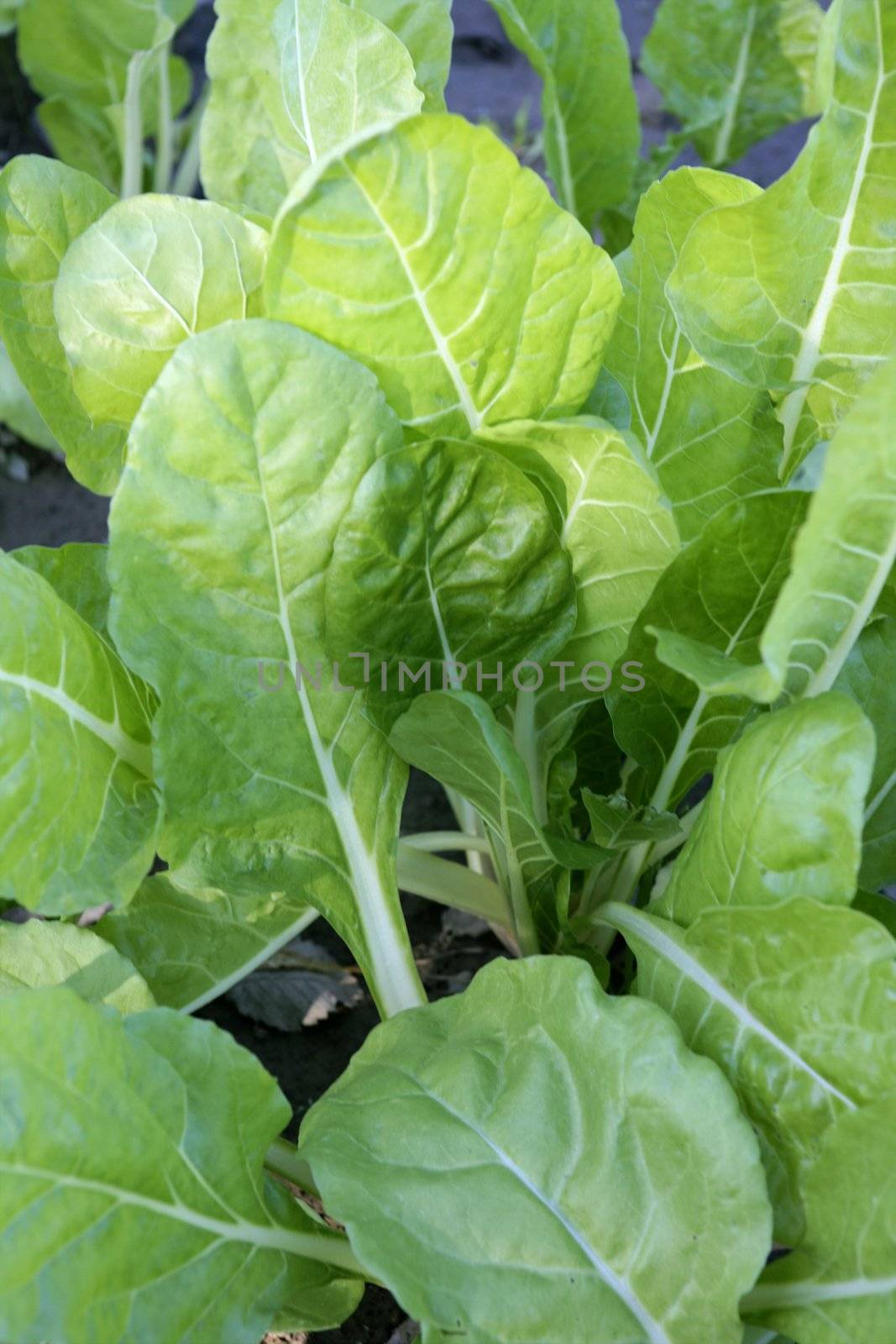 Chard vegetables field, green vivid countryside in Spain