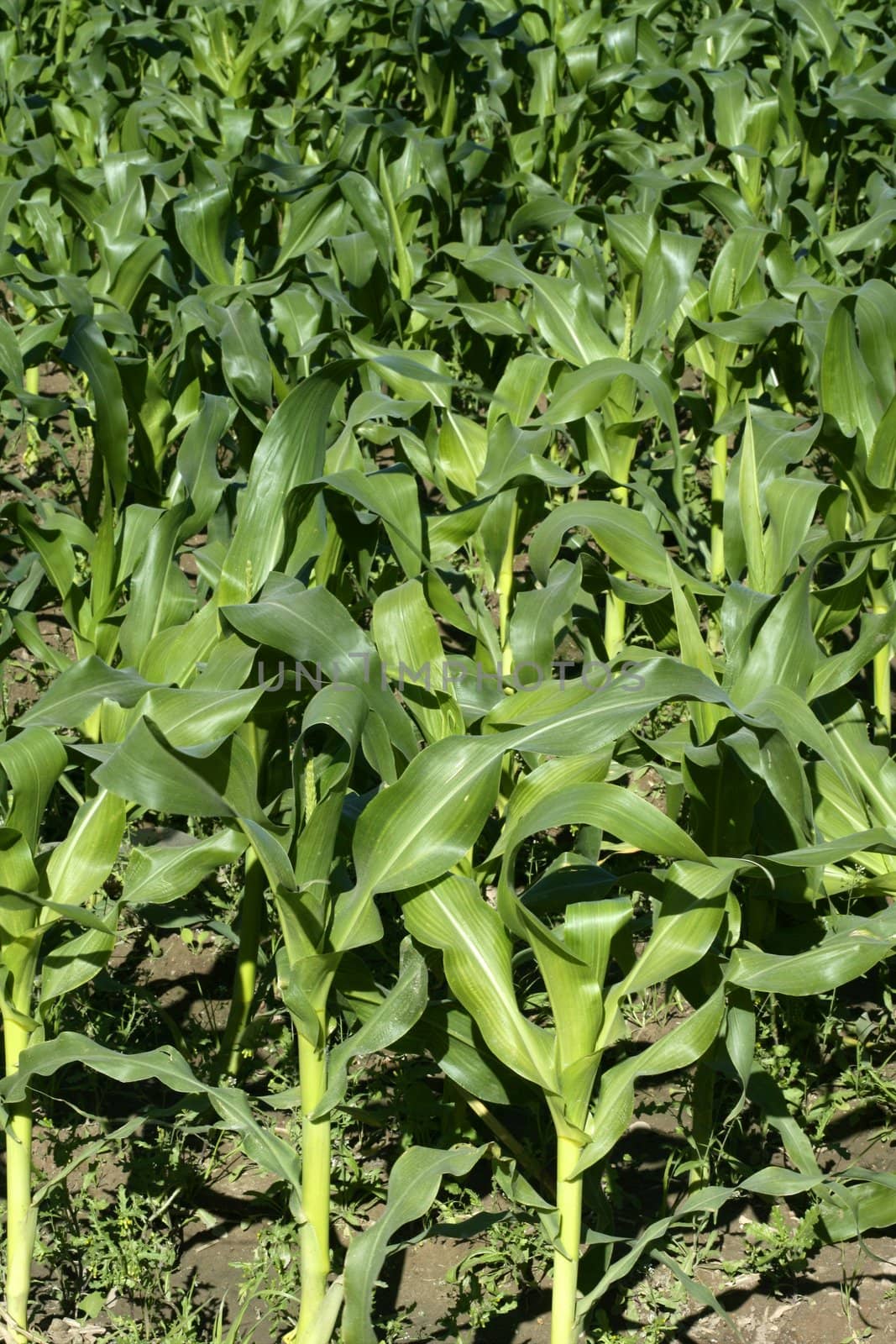 Corn fields growing up in Spain, mediterranean lands