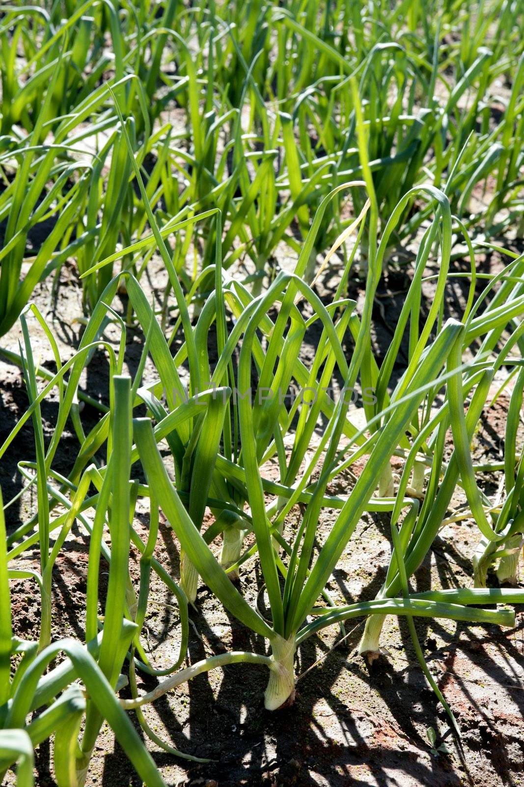 Agriculture in Spain, onion fields in sunny day