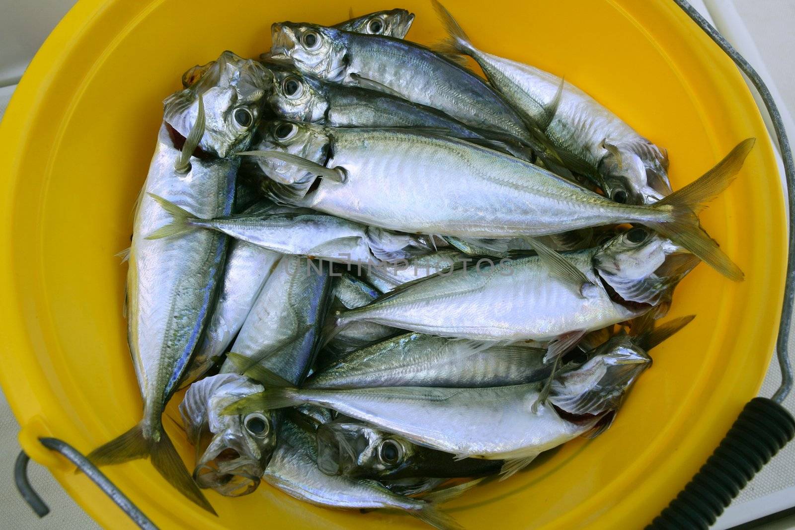 Goggle eye fishes, horse mackerel seafood in yellow pail