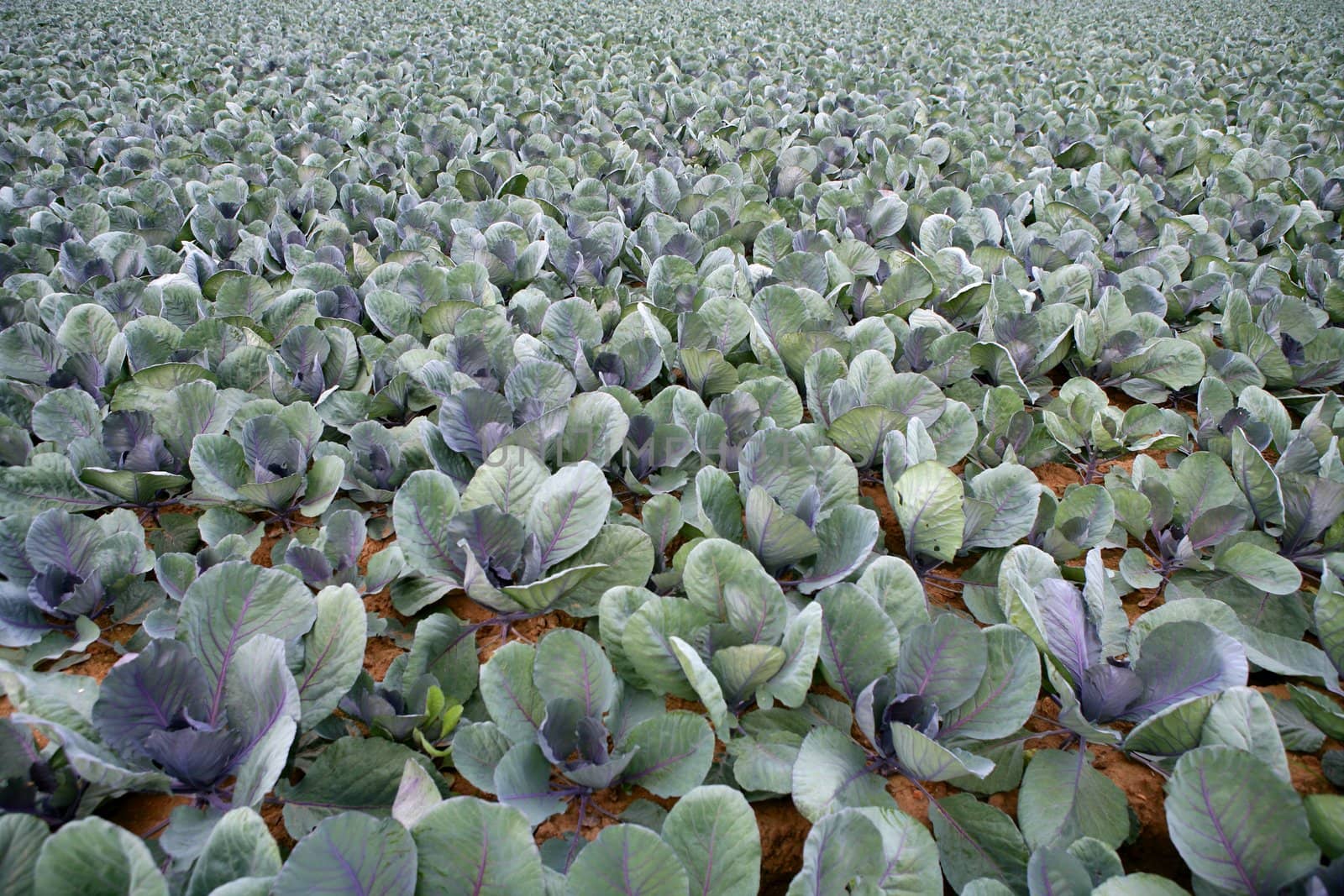 Cabbage fields, rows of vegetable food by lunamarina