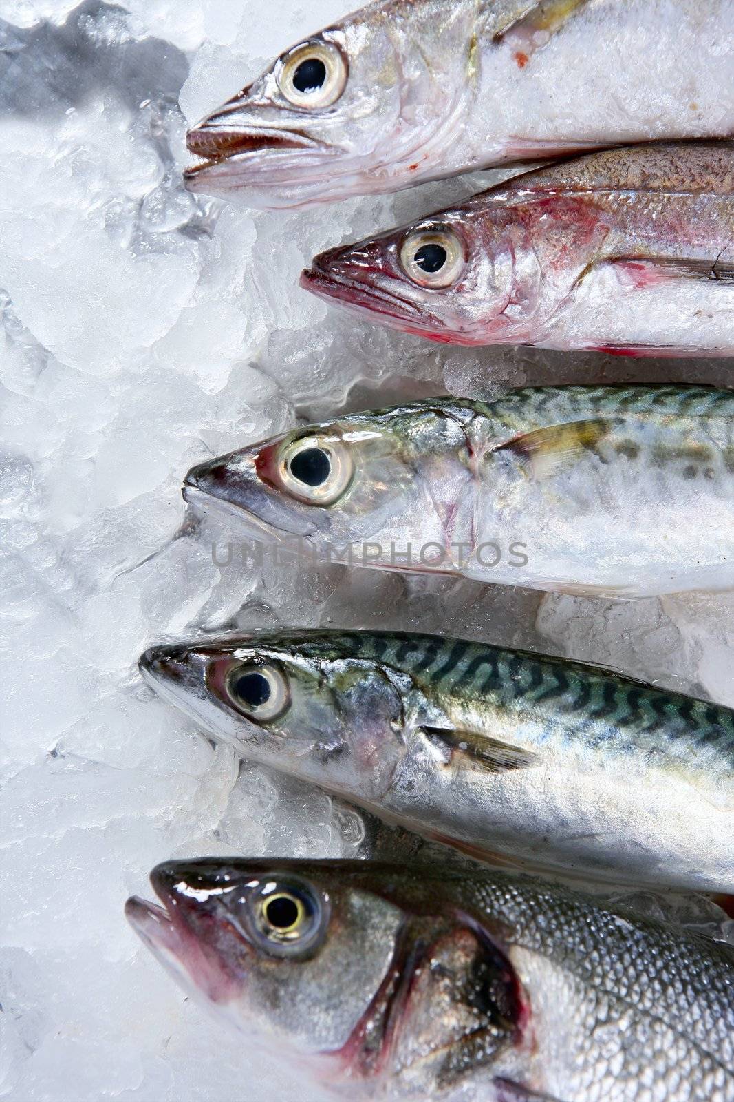 Seabass, mackerel, hake fish seafood over ice