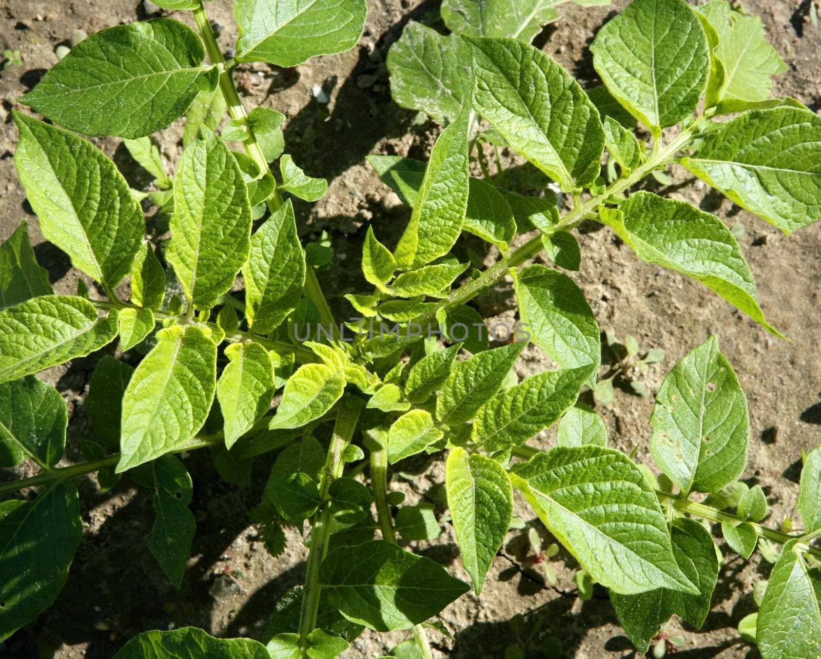 Potaroes plant growing in vivid green color, sunny day