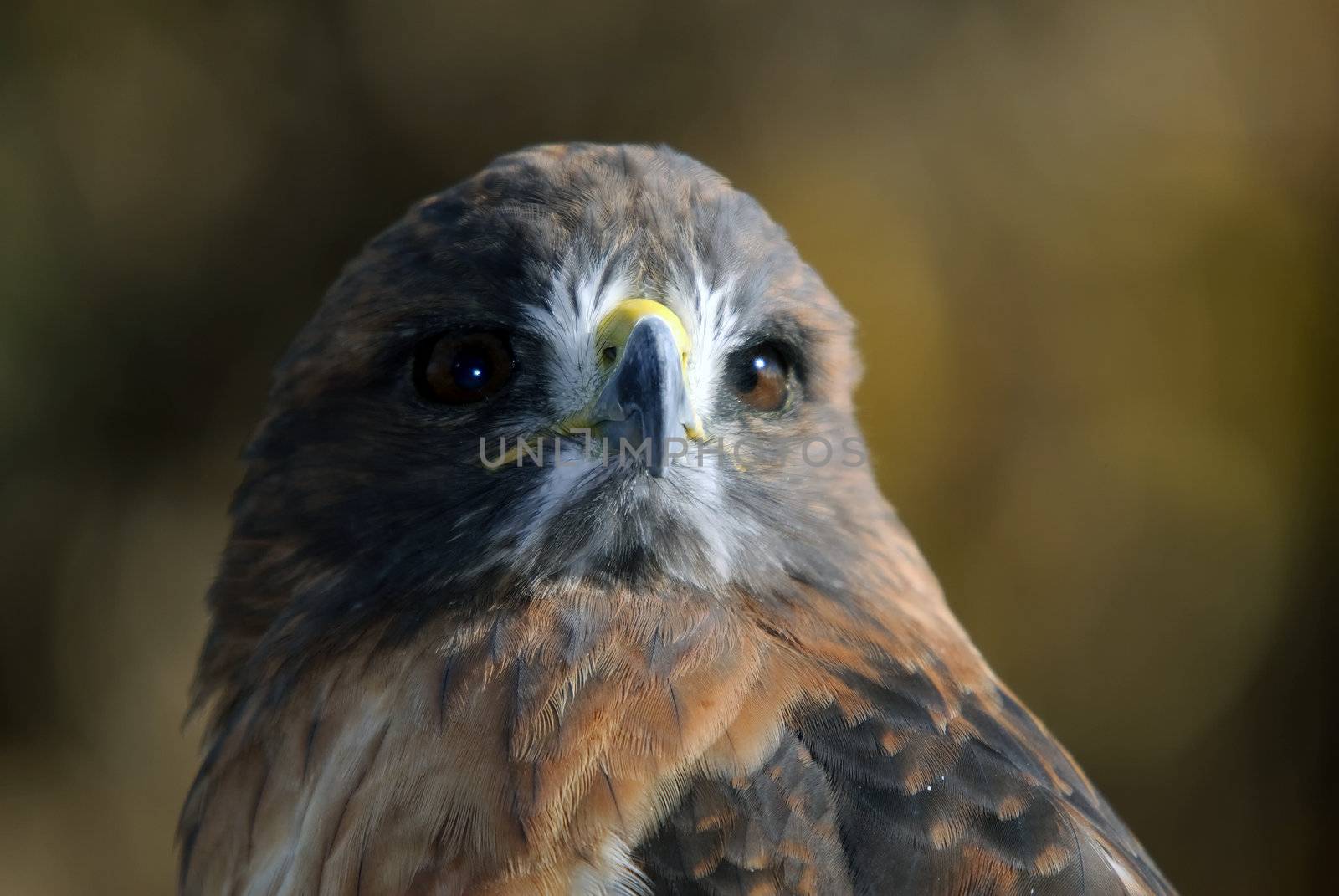 Close-up portrait on a Red-tailed Hawk on a sunny day