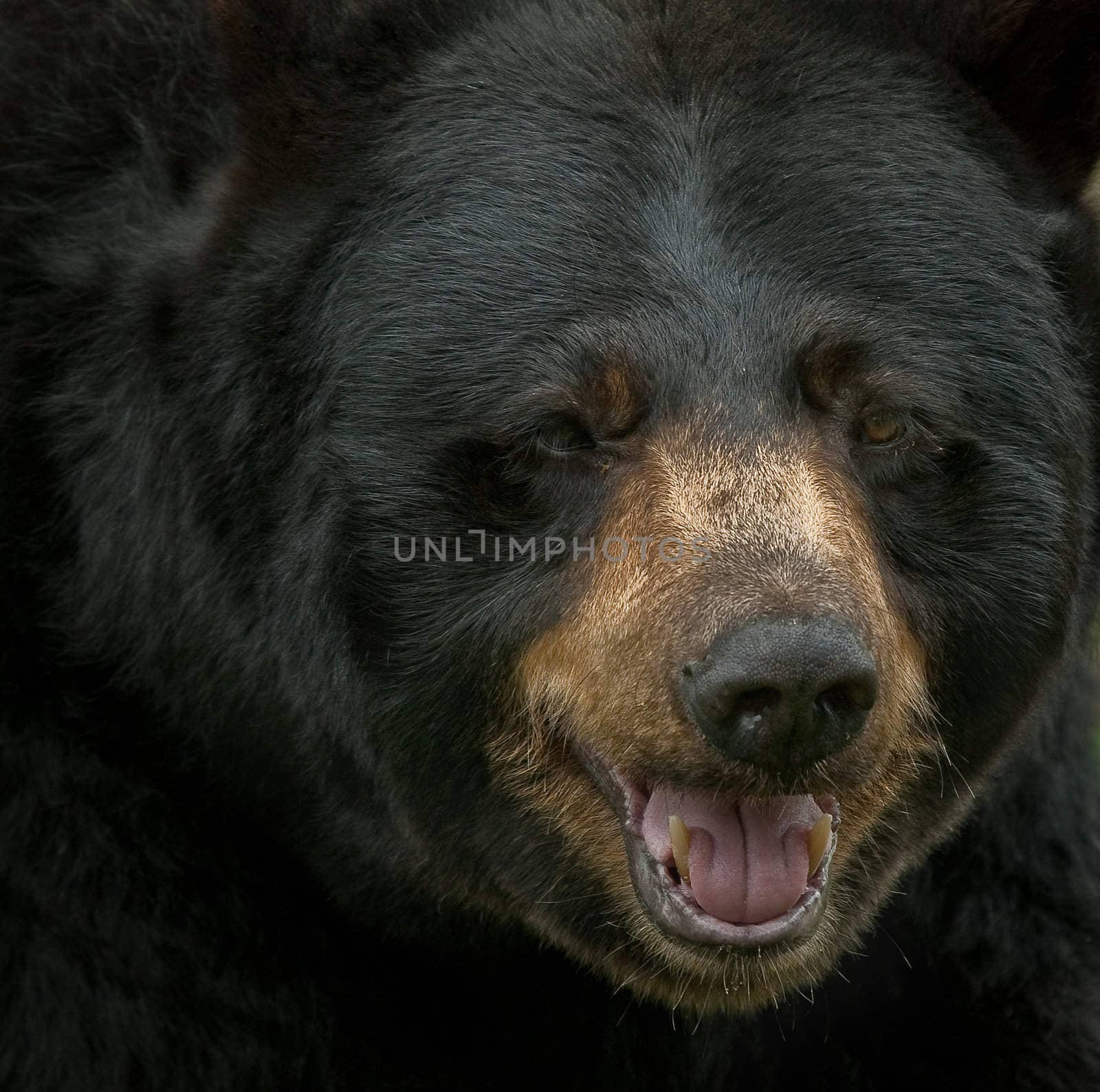 Extreme closeup portrait of a big black bear
