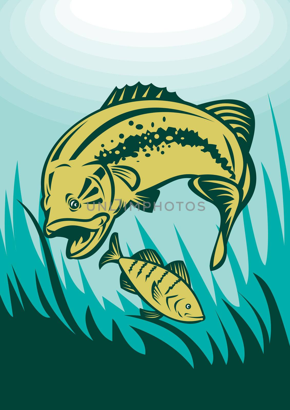 illustration of a largemouth bass preying on perch fish viewed underwater 