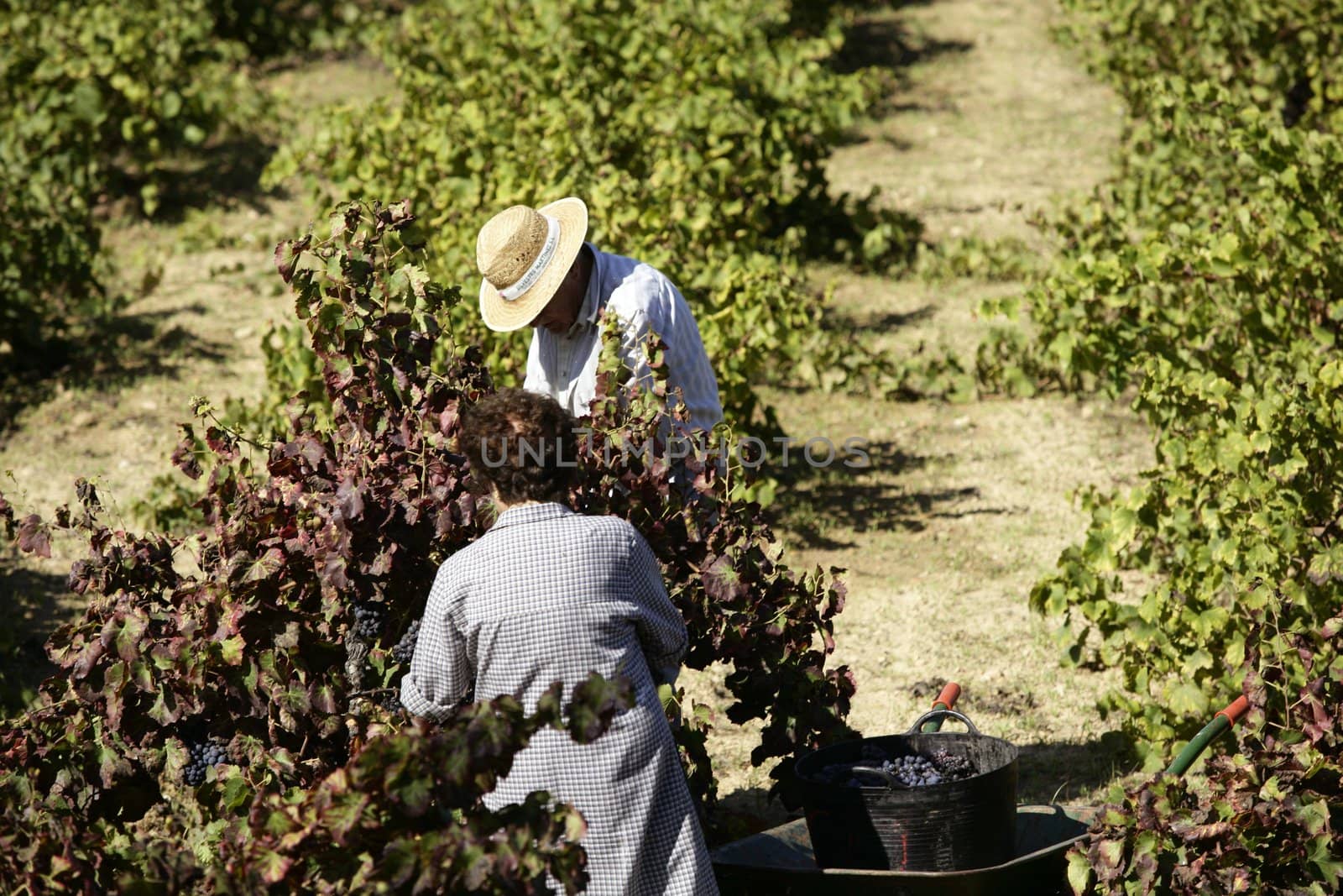 Vineyard in the morning, grape fields in mediterranean Spain
