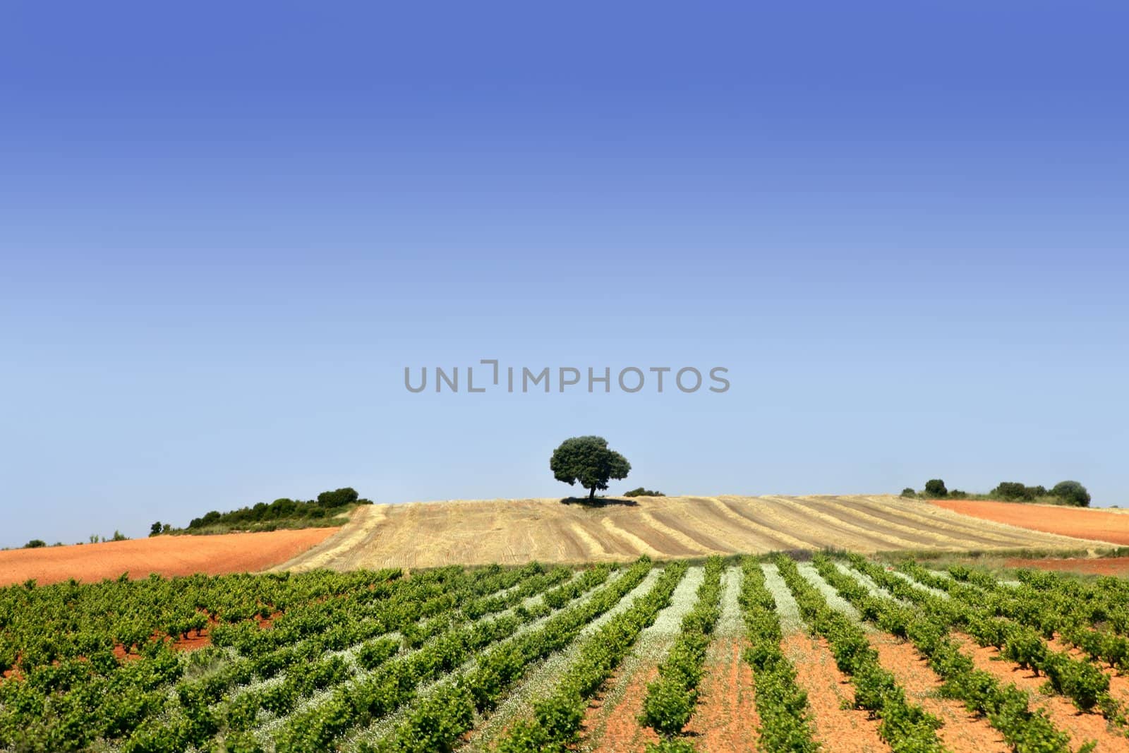 green rows vineyard field by lunamarina