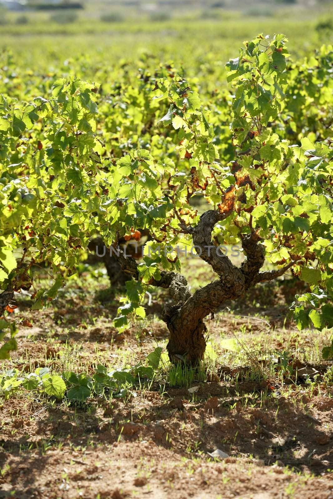 Vineyard in the morning, grape fields in mediterranean Spain
