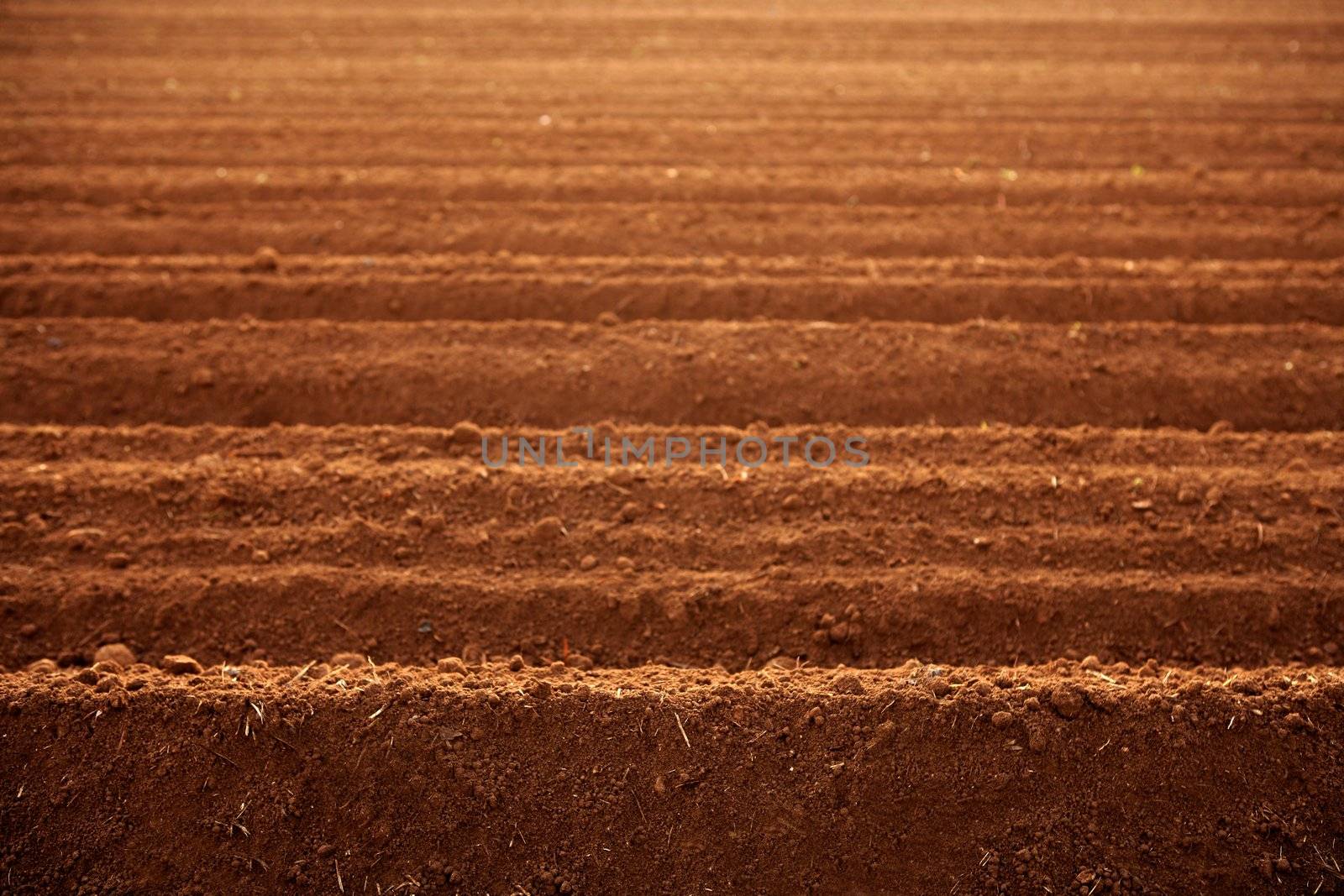 Ploughed red clay soil agriculture fields ready to sow