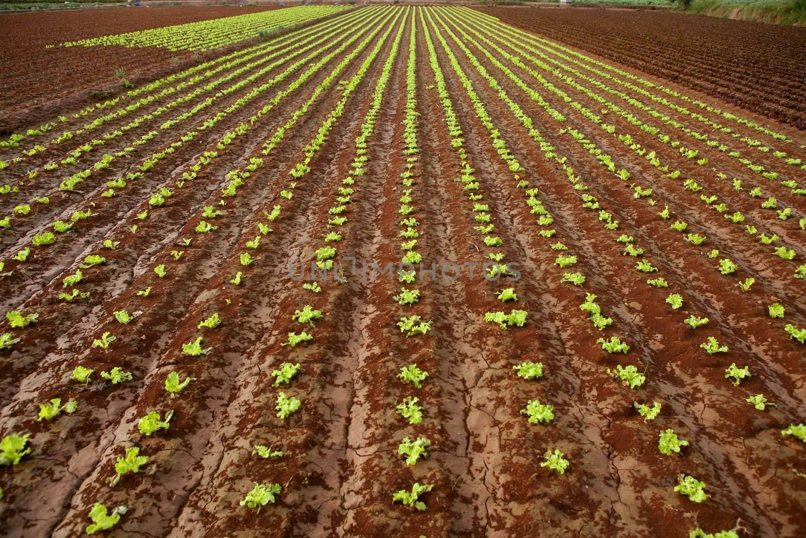 Baby lettuce sprouts on a red claiy soil by lunamarina