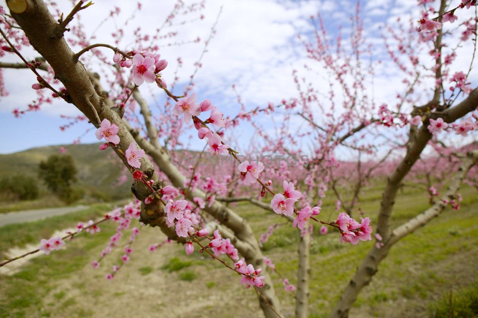 Pink almond tree flowers on early Mediterranean spring