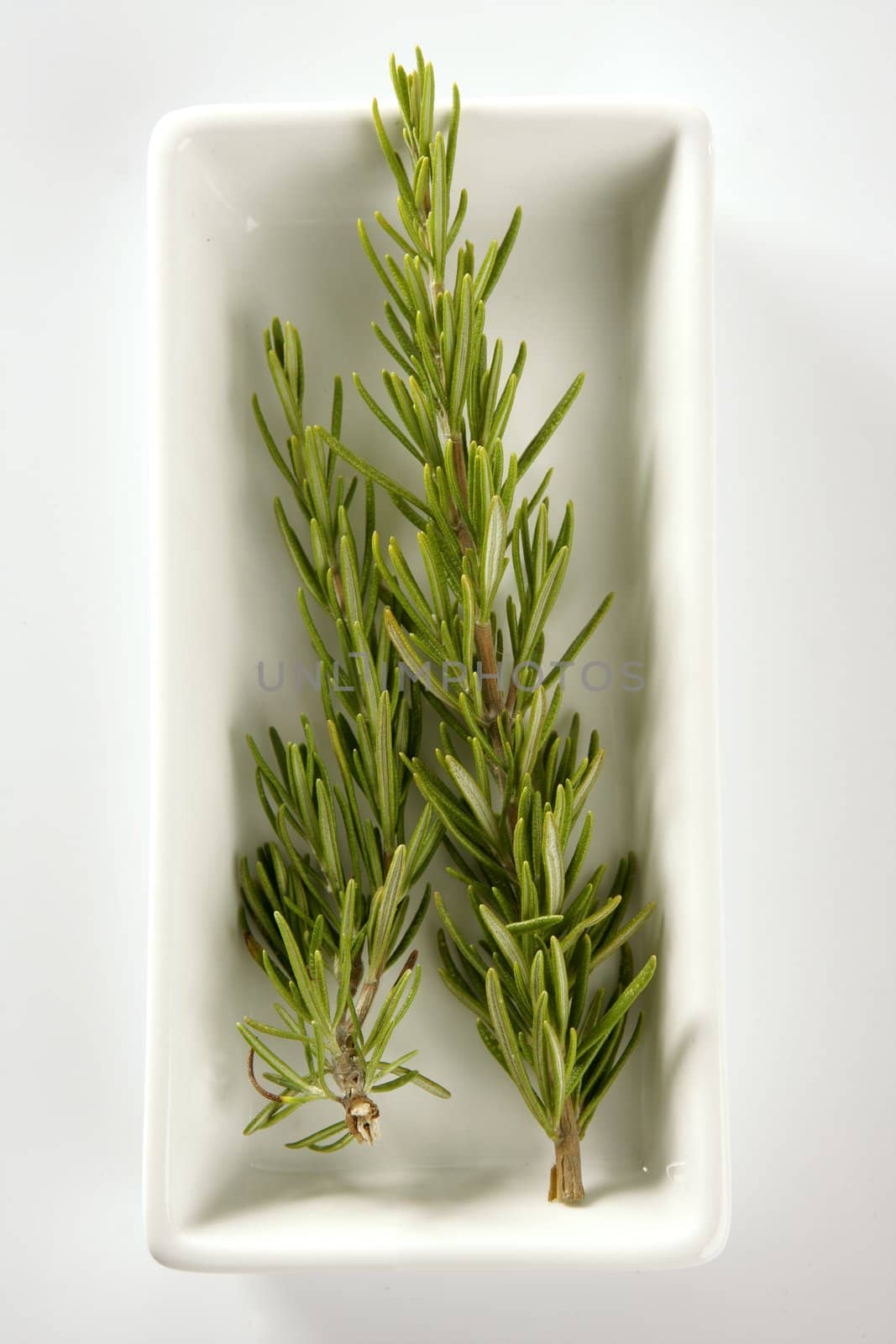 Rosemery aromatic plant in a white dish by lunamarina