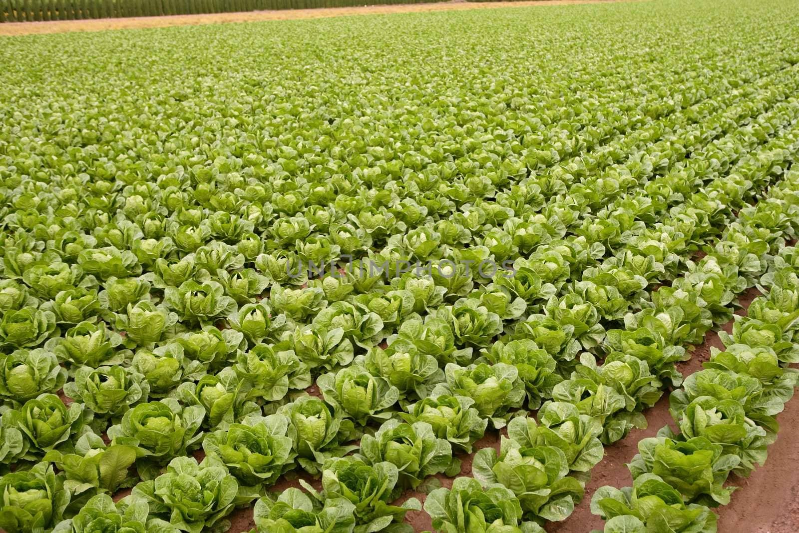 Cabbage fields, rows of vegetable food by lunamarina