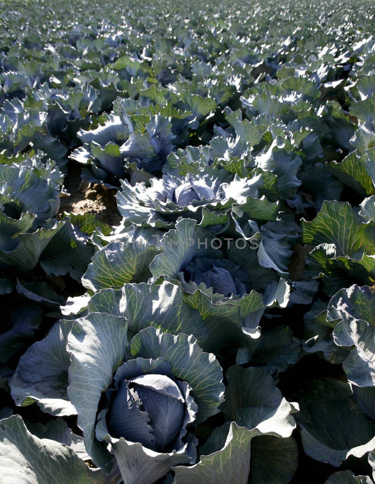 Agriculture in Spain, cabbage cultivation by lunamarina