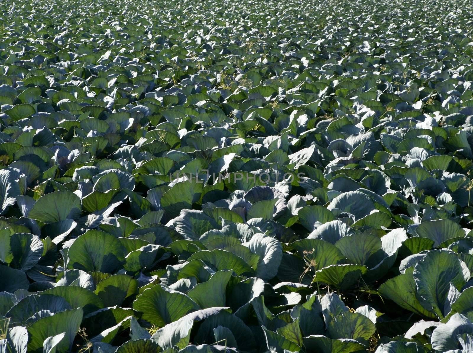 Agriculture in Spain, cabbage cultivation fields in Valencia area