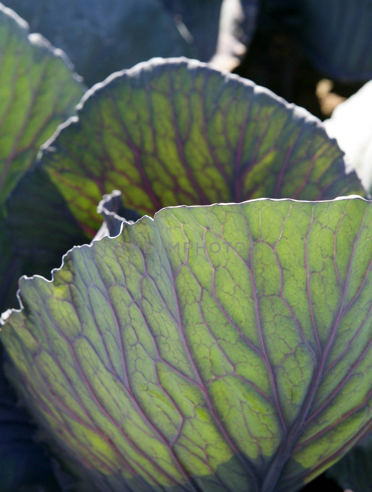 Agriculture in Spain, cabbage leaf macro detail by lunamarina