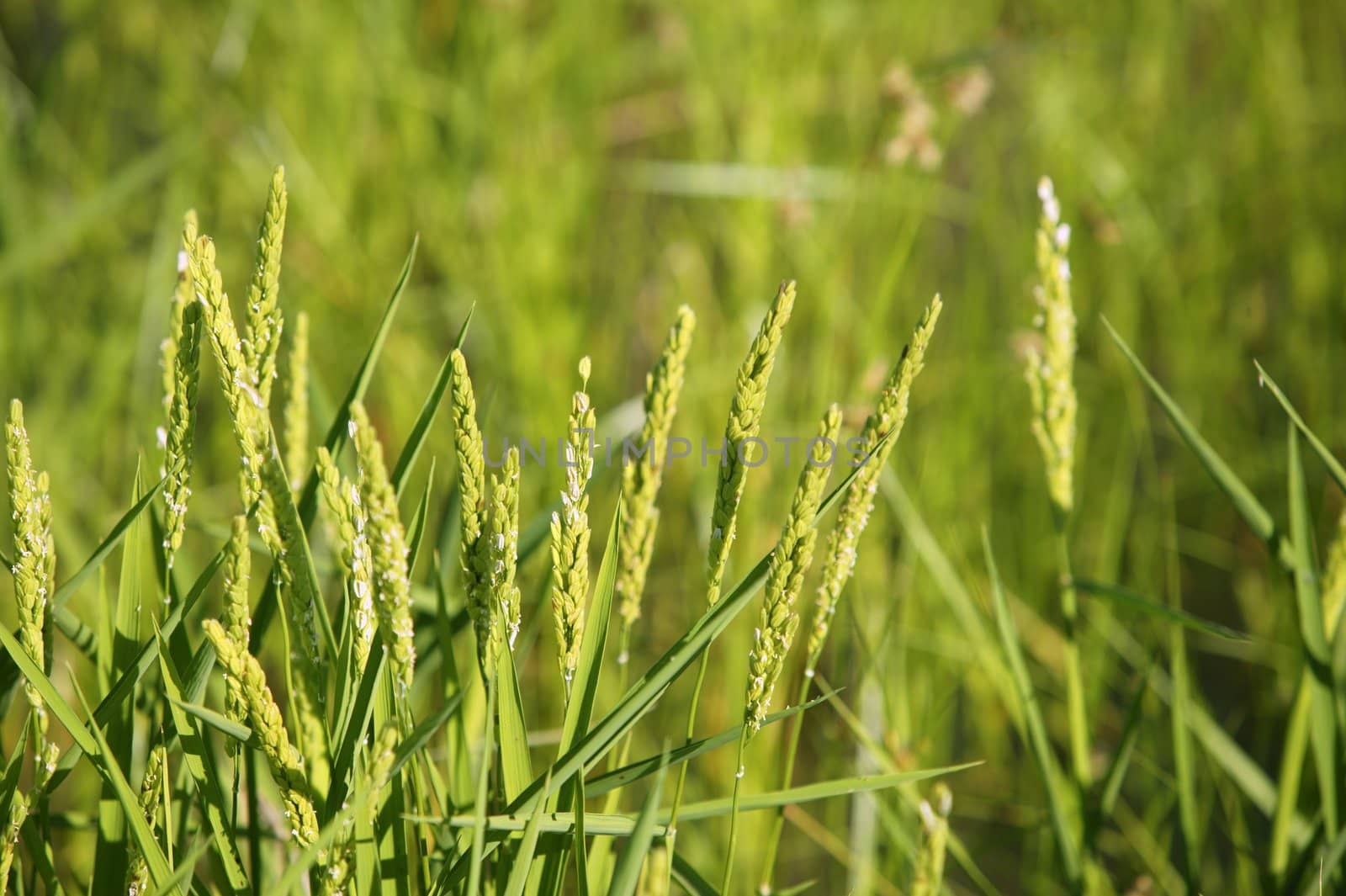 Rice cereal green fields by lunamarina