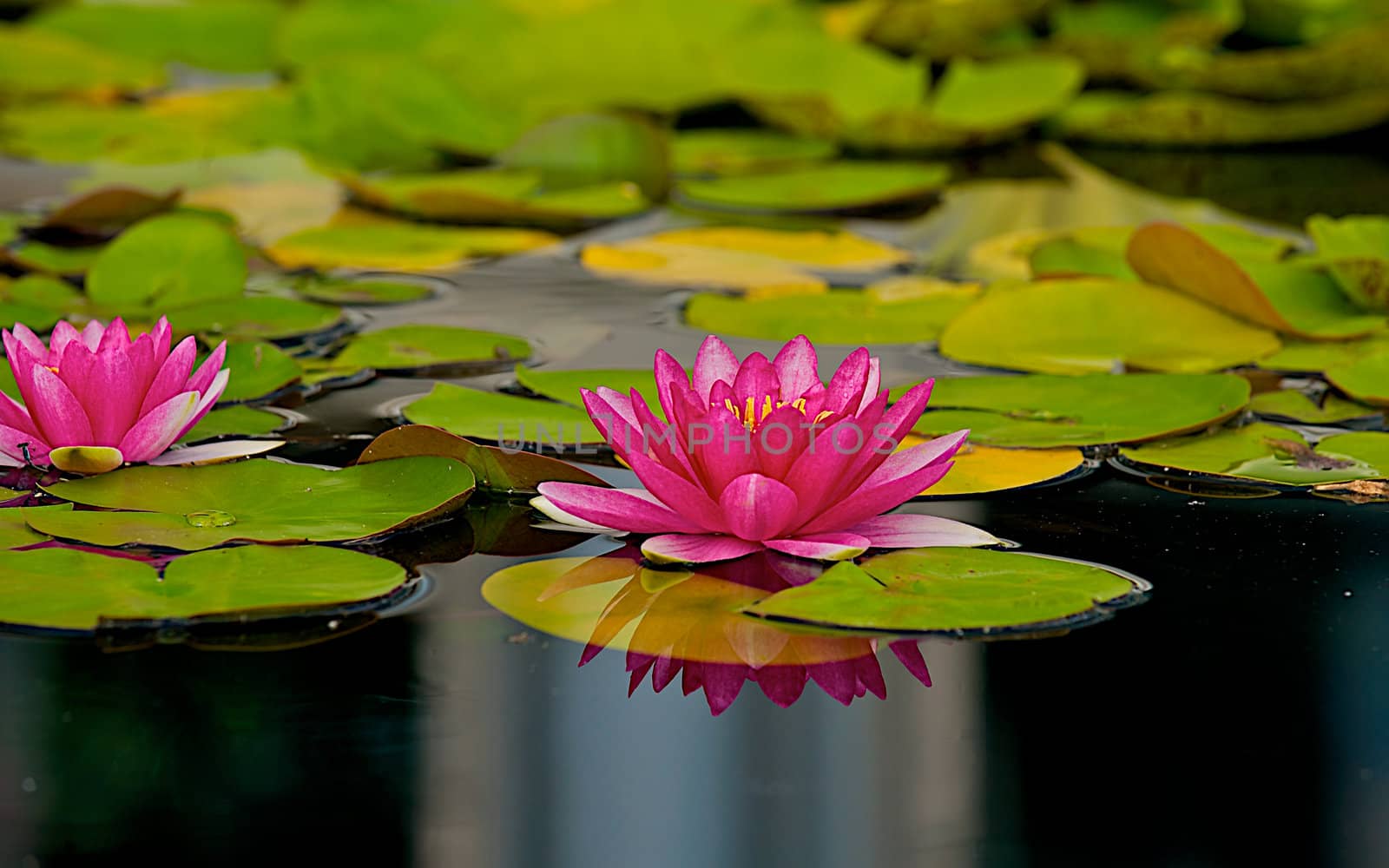 Lilly-pads floating in pond with flower and reflection by dmvphotos