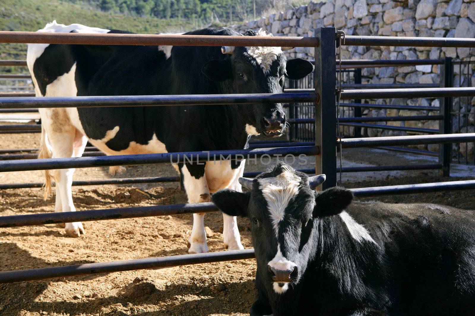 Friesian cow couple eating on the farm