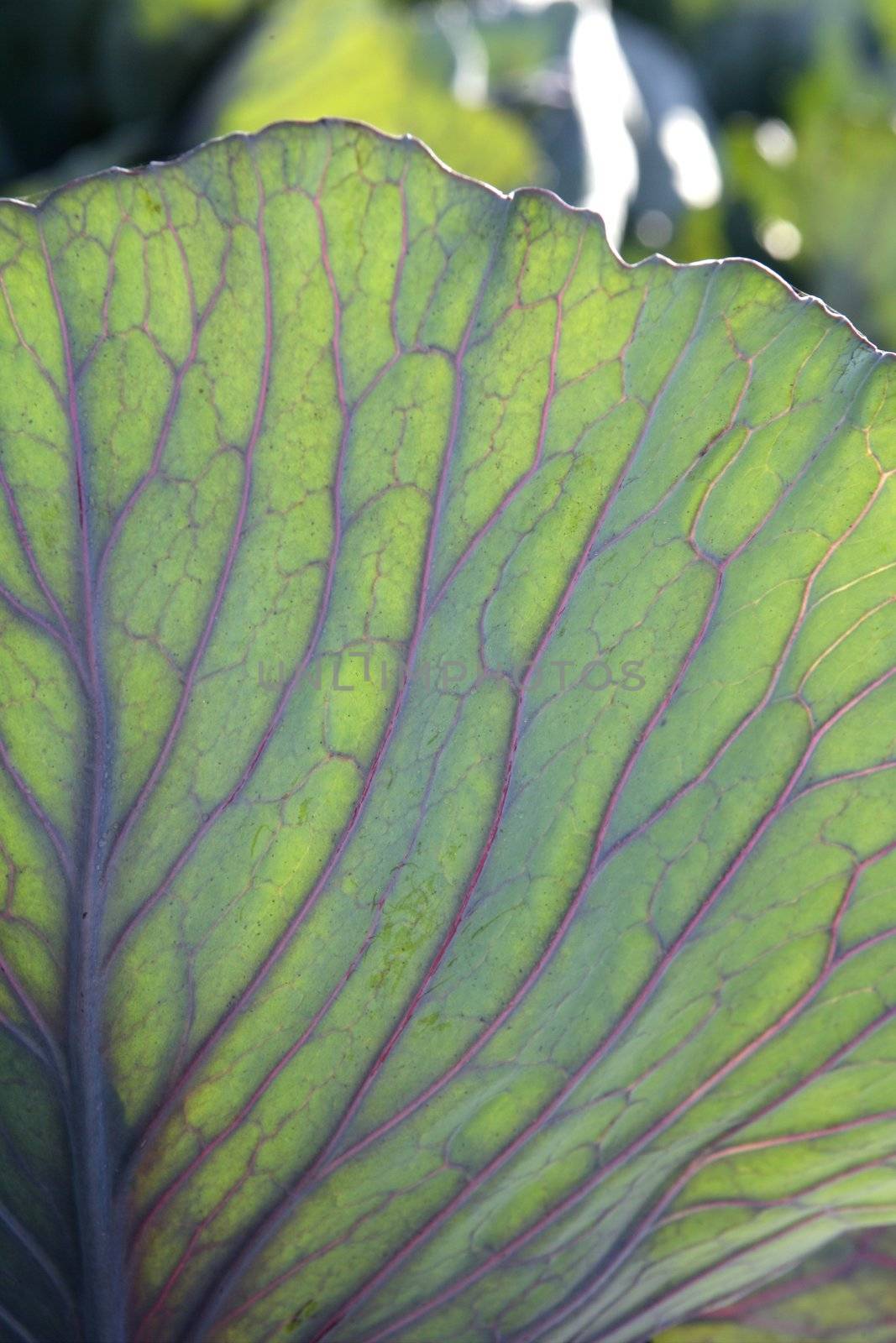 Agriculture in Spain, cabbage cultivation fields in Valencia area. Green leaf macro detail