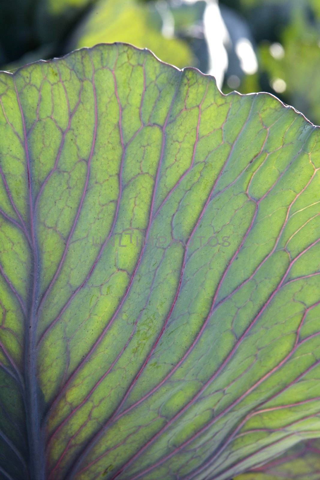 Agriculture in Spain, cabbage leaf macro detail by lunamarina