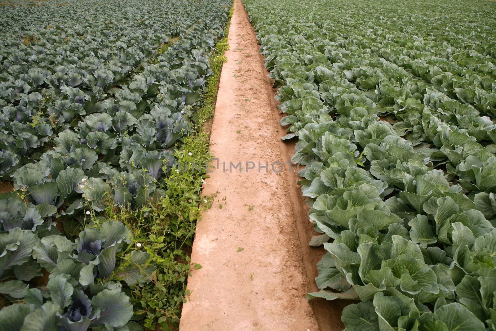 Cabbage fields in Spain, rows of vegetable food