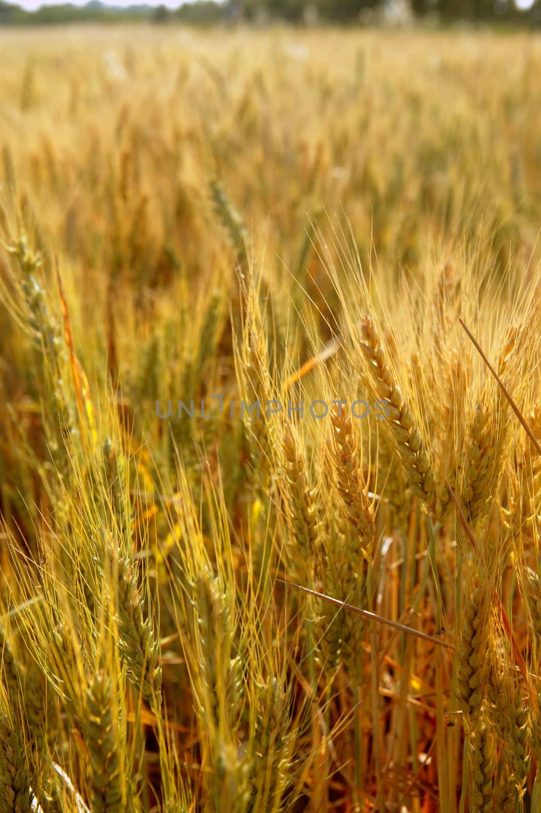 golden wheat cereal yellow field by lunamarina