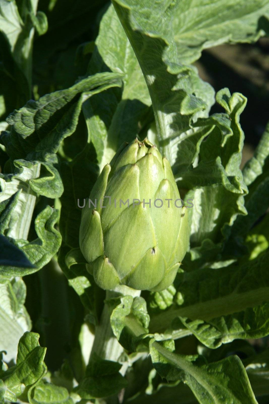 Artichoke fields in Spain by lunamarina