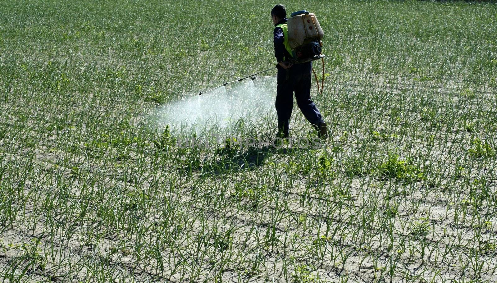 Chemical human application, onion fields. Classic old traditional hand equipment