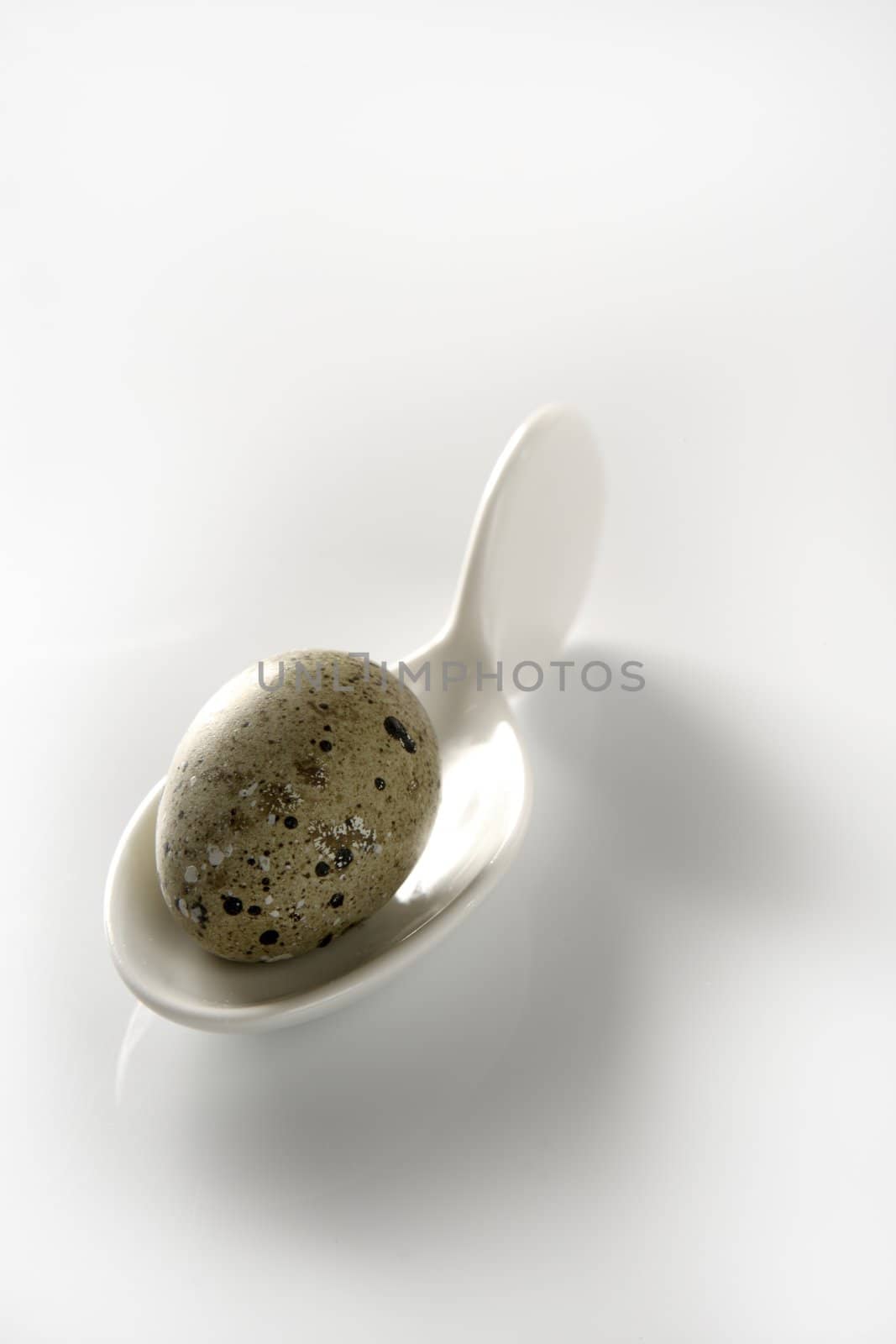 Quail egg in a ceramic white spoon in a simple studio white background composition