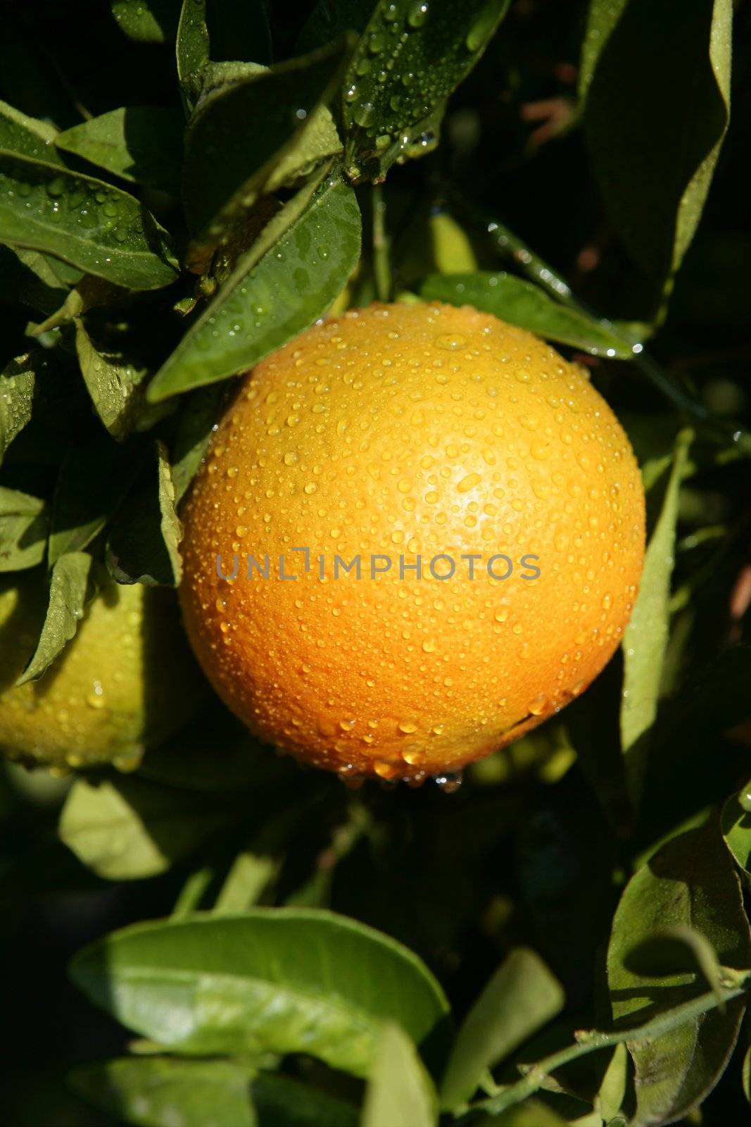 Orange fruit hanging from a tree in Spain