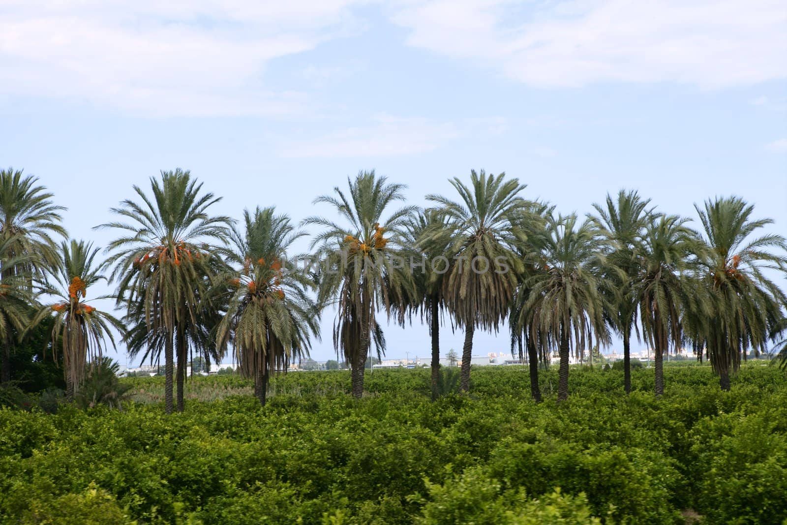Palm trees in an Mediterranean orange tree field by lunamarina
