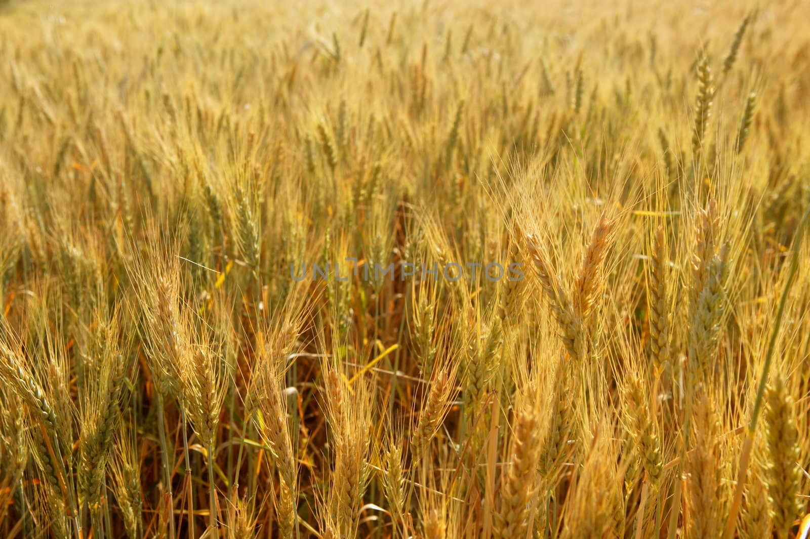 golden wheat cereal yellow field by lunamarina