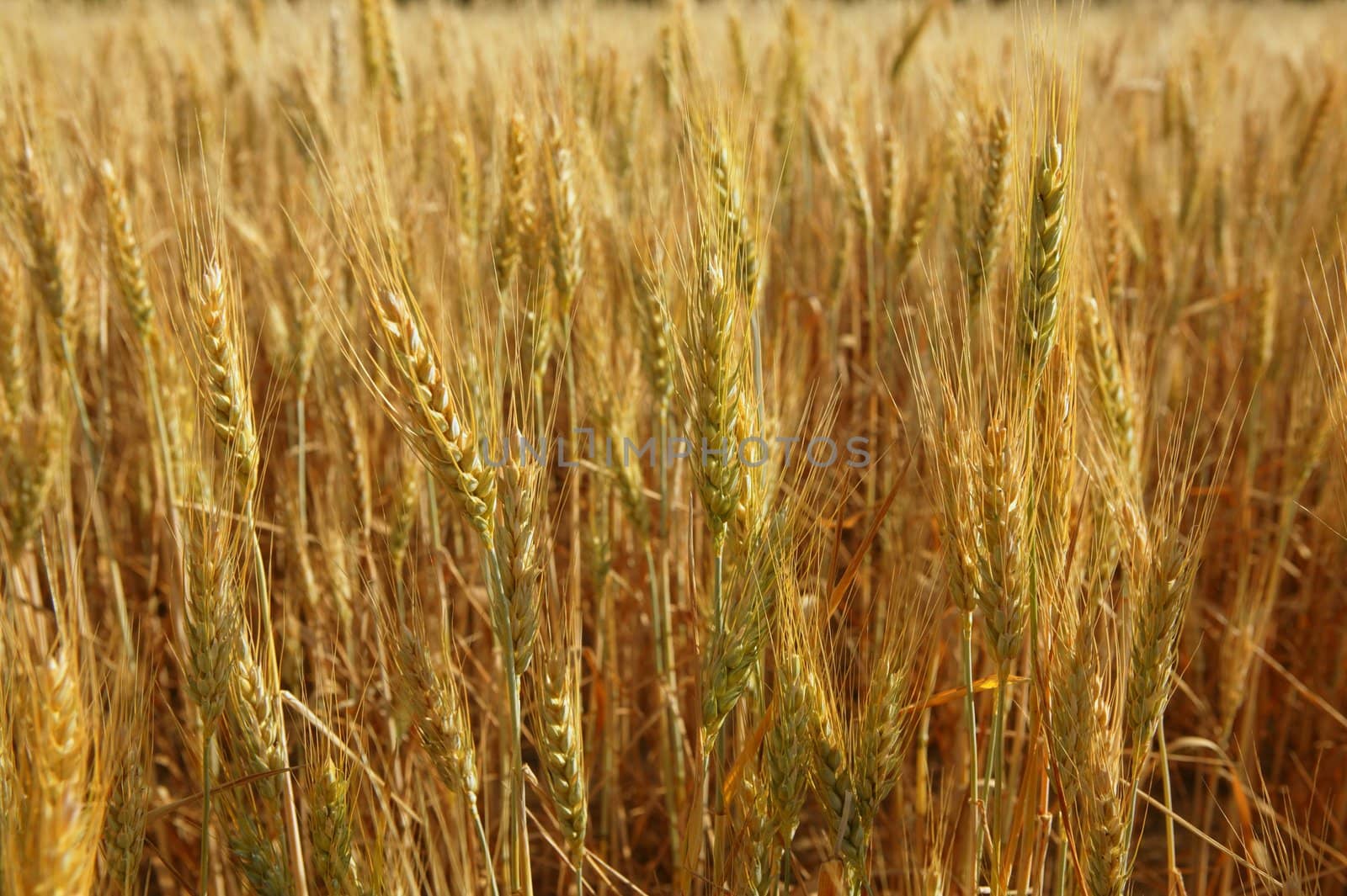 golden wheat cereal yellow field by lunamarina