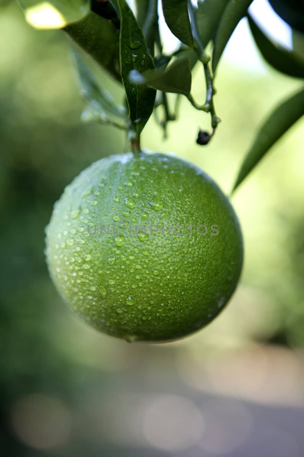 Green growing oranges hanging from tree by lunamarina